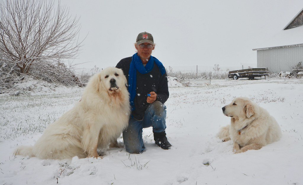 Great Pyrenees: Gentle Giants with a Guarding Streak (image credits: flickr)
