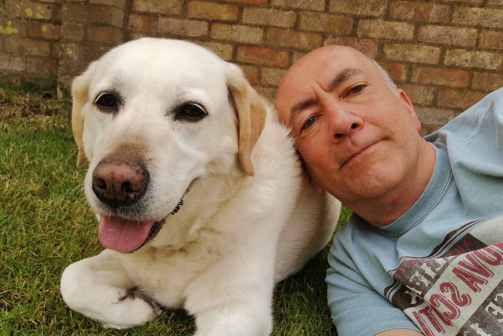Labrador Retriever: The Social Butterfly (image credits: flickr)