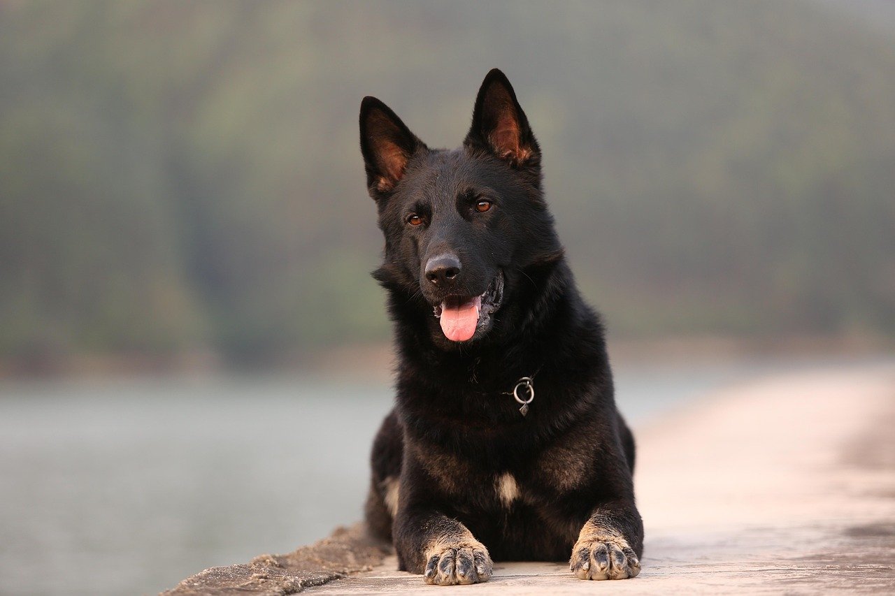 The Gentle Side of German Shepherds Most People Don’t Talk About