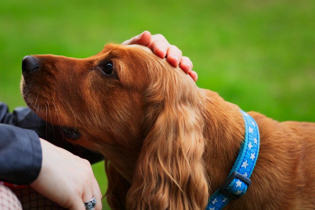 Building Trust Beyond Treats (image credits: flickr)
