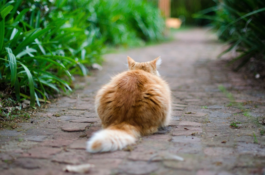 Showing Their Backside (image credits: rawpixel)