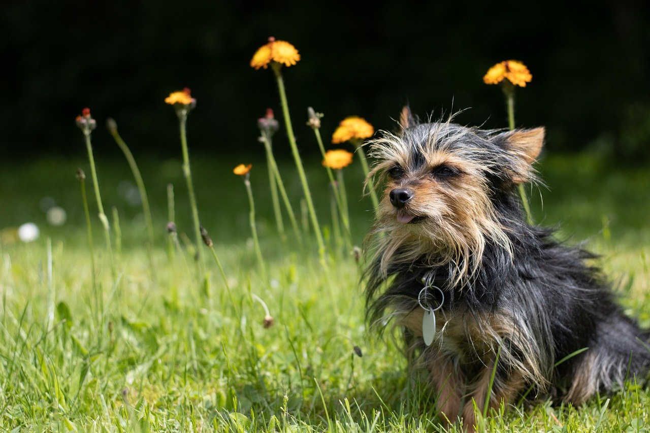Watchdogs with a Bark to Match (image credits: pixabay)