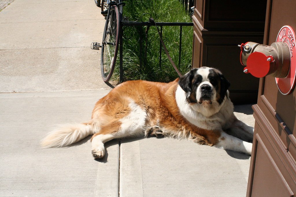 You Know the Best Dog Bakeries in Town (image credits: flickr)