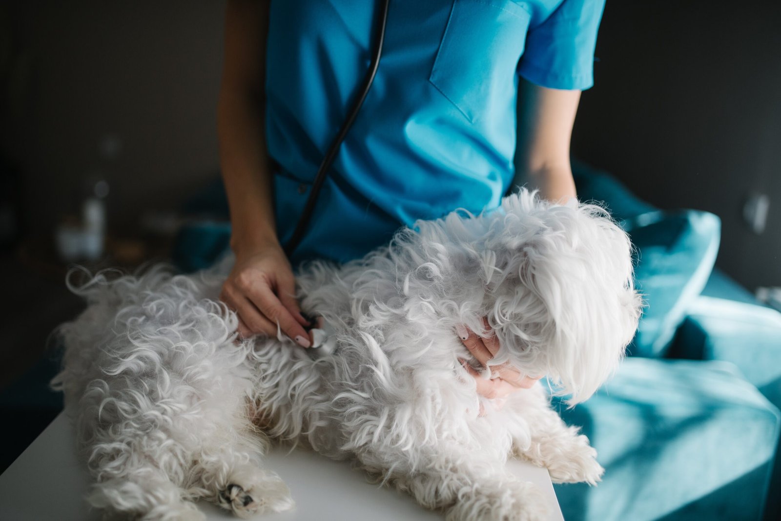 Your Vet Knows You By Name (image credits: wikimedia)