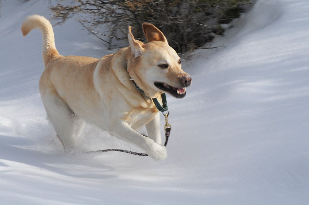 Labrador Retriever: Surprisingly Sneaky (image credits: flickr)