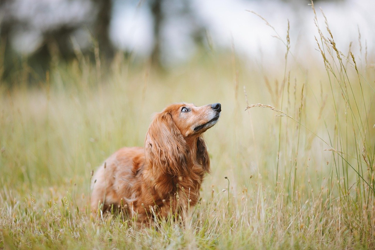 Dachshund: The Digging Dynamo (image credits: pixabay)