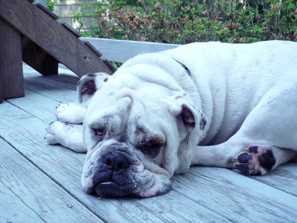 Bulldog: Content to Stay Put (image credits: flickr)