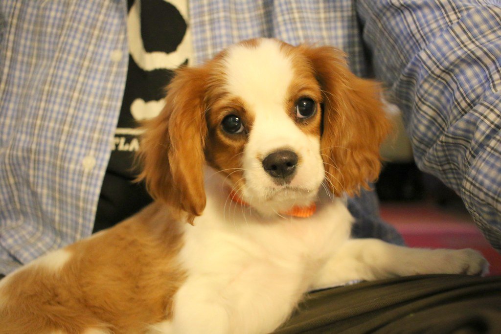 Cavalier King Charles Spaniel: Lap Dog Extraordinaire (image credits: flickr)