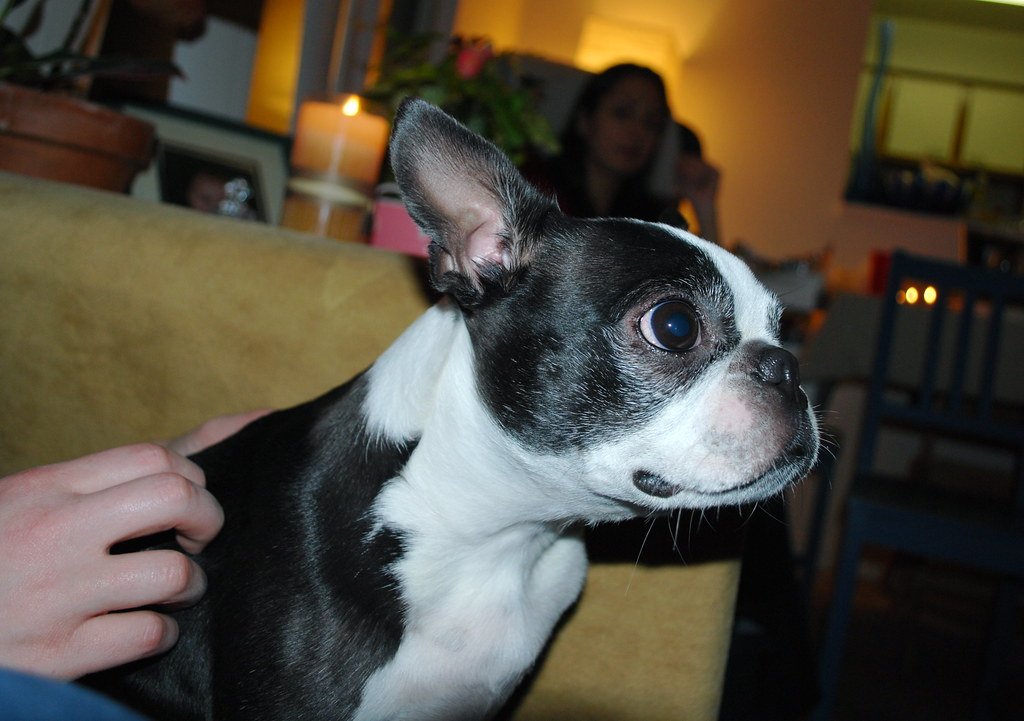 The Sixth Sense: Do Dogs Perceive the Supernatural? (image credits: flickr)