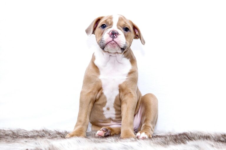 Why I Don’t Think Every Senior Should Own a Puppy—And What I Recommend Instead