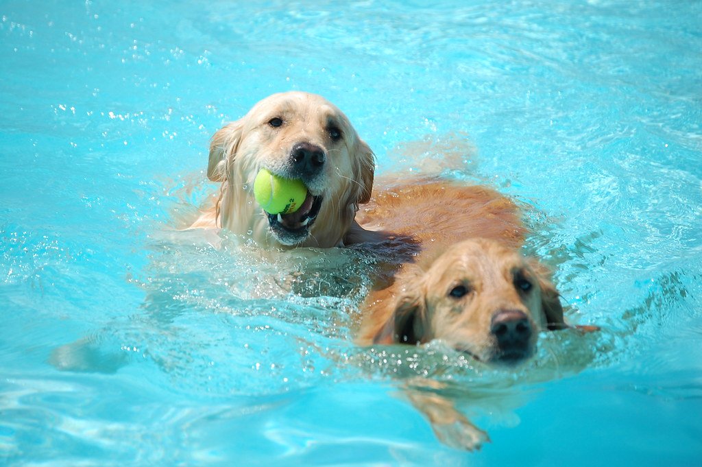 Puppy Pools and Doggy Splash Pads (image credits: flickr)
