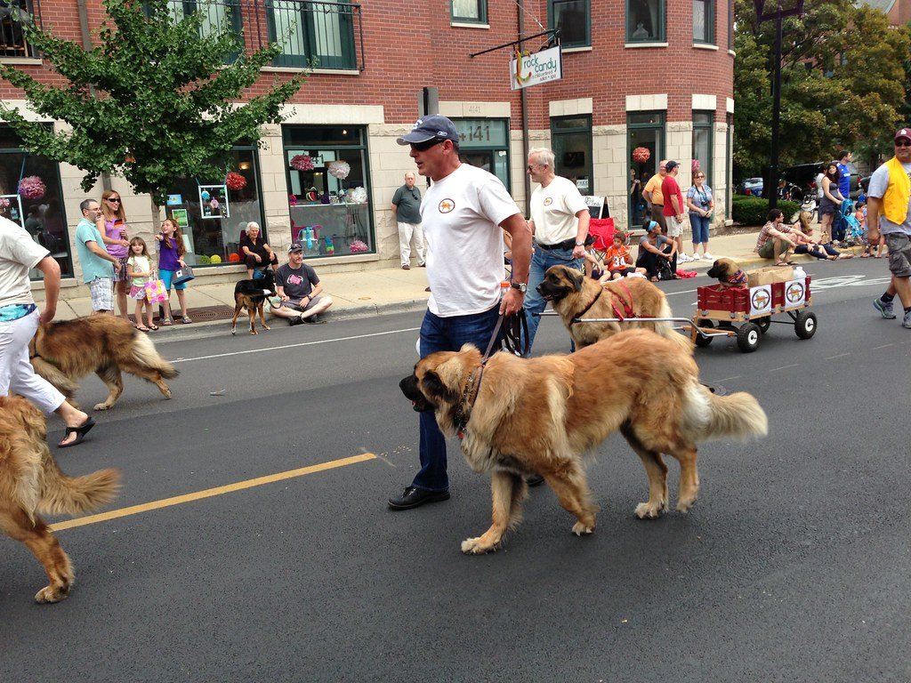 Year-Round Festivals and Pet Parades (image credits: flickr)