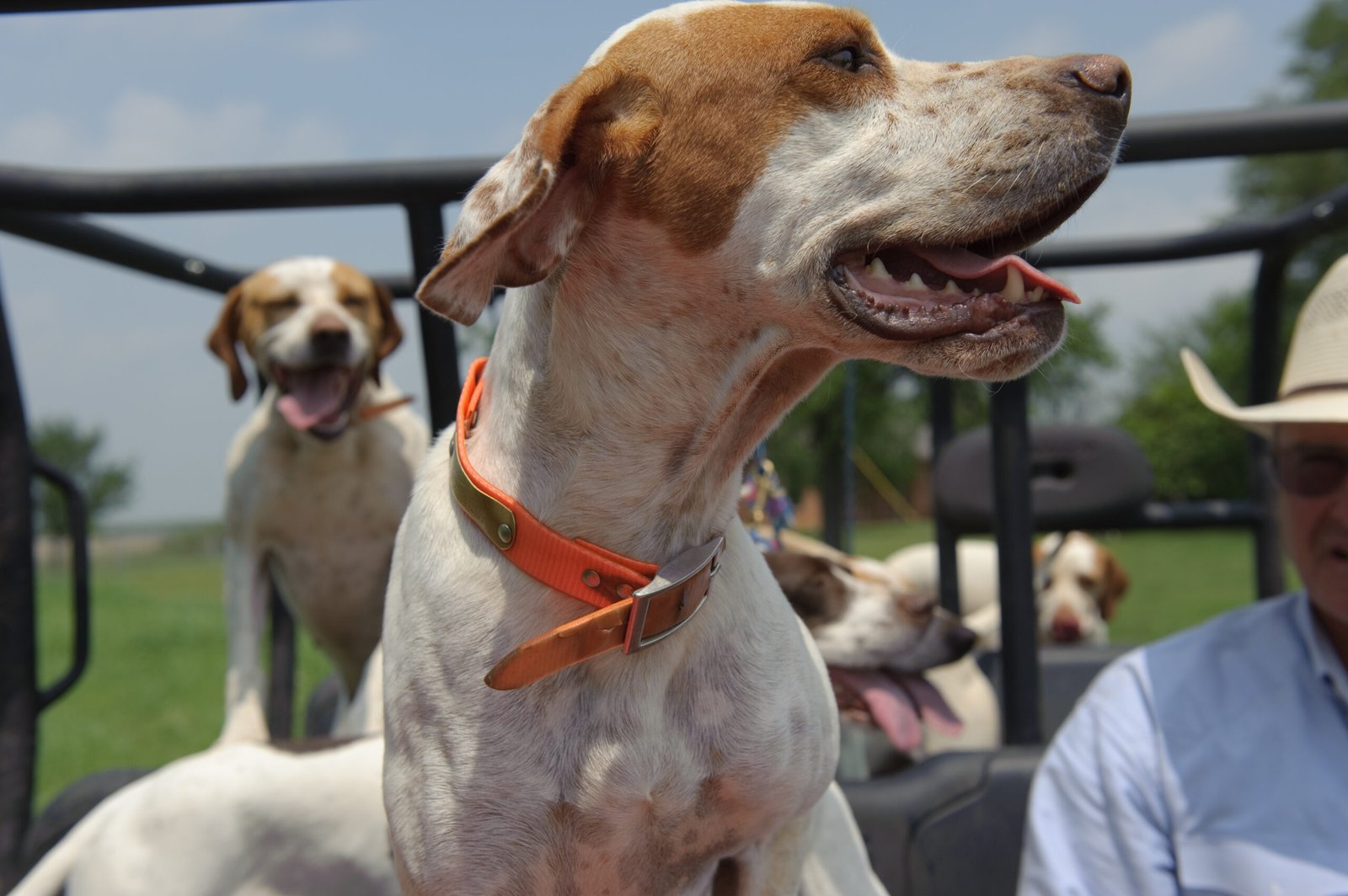 Texan Hospitality and a Deep Love for Dogs (image credits: wikimedia)