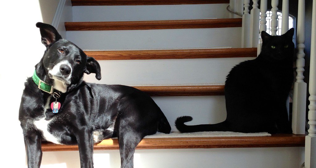 The Unseen Struggle: What Is Black Dog and Black Cat Syndrome? (image credits: flickr)