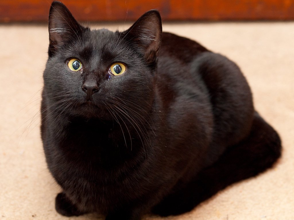 What You Can Do: Advocating for Black Pets (image credits: flickr)