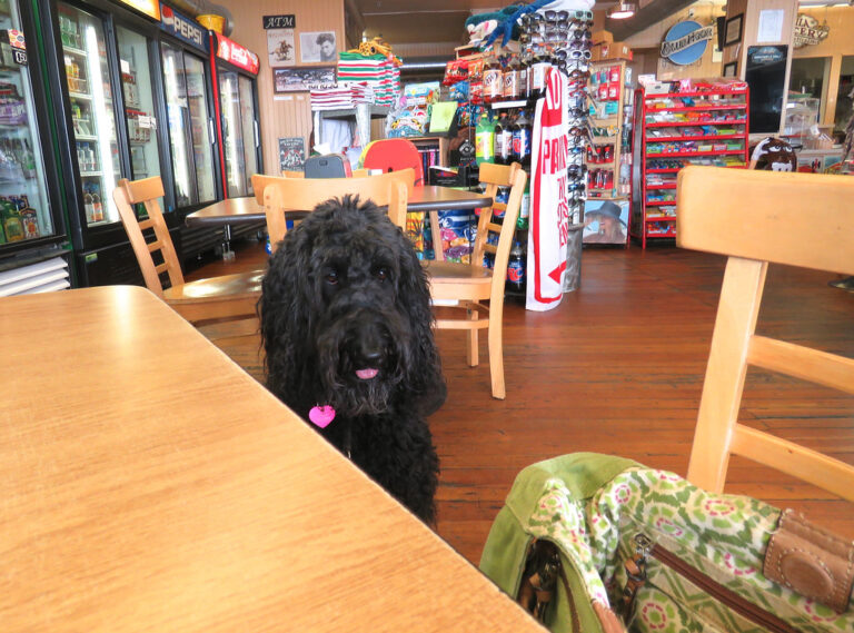 10 Reasons Texas Is One of the Most Dog-Loving States in America