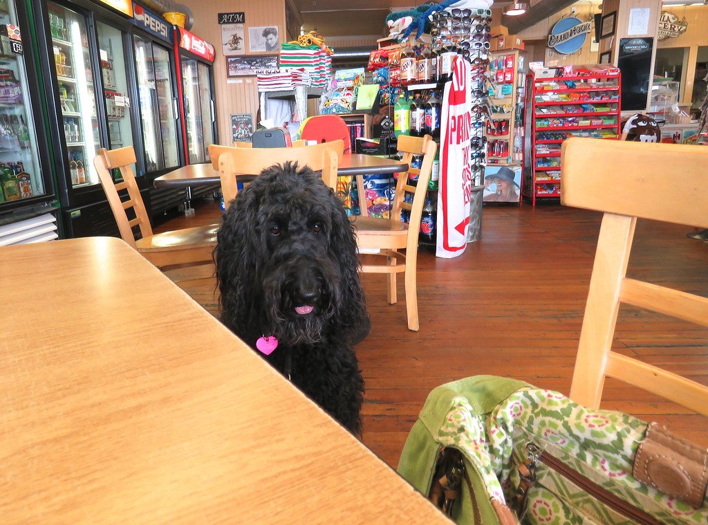 10 Reasons Texas Is One of the Most Dog-Loving States in America