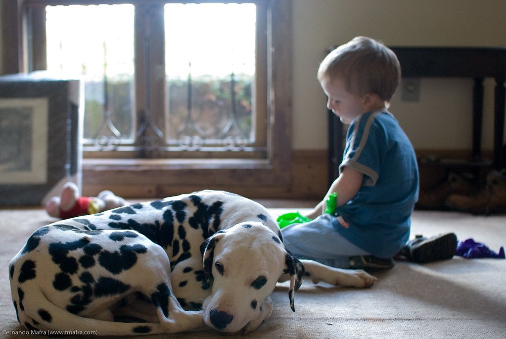 Dalmatian: The High-Energy Wild Card (image credits: flickr)