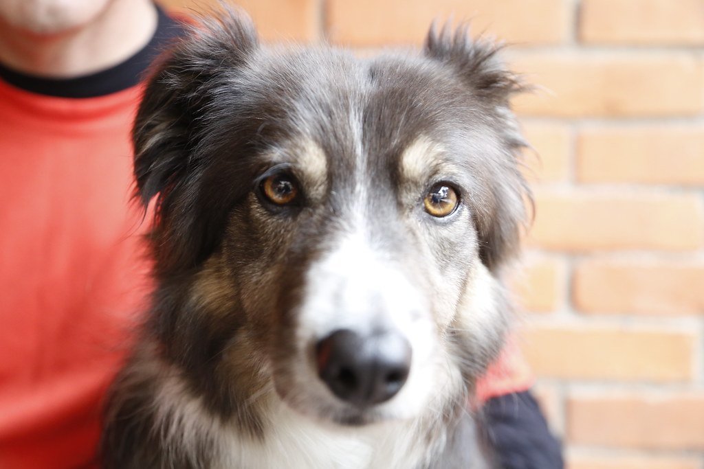 Body Language: The Canine Decoder (image credits: flickr)