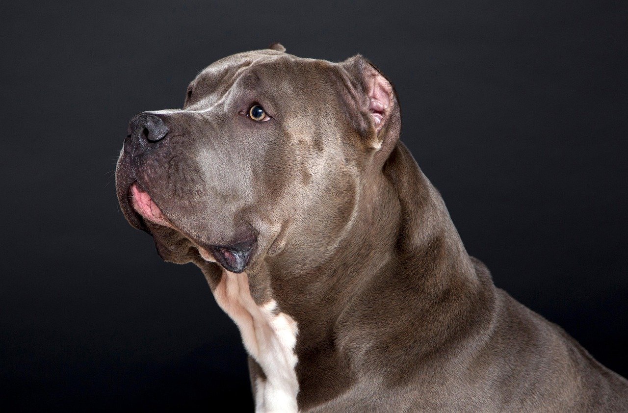 American Pit Bull Terrier: A Bundle of Energy Needing Guidance (image credits: pixabay)