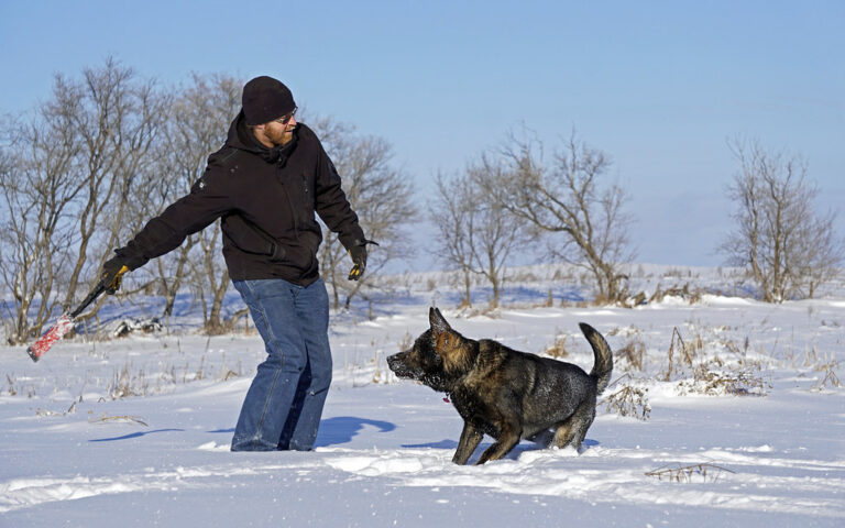 10 Dog Breeds That Become Dangerous Without Serious Discipline