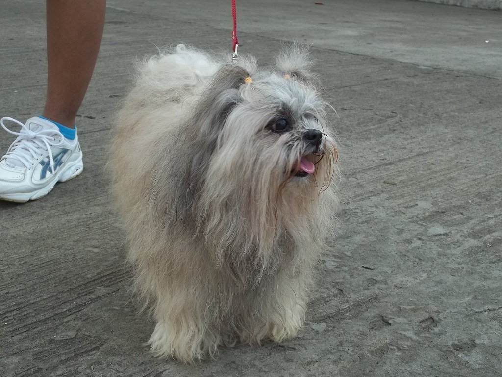 The Elegant Beauty: Shih Tzu (image credits: flickr)