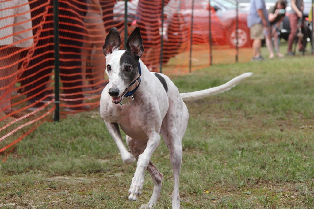 The Surprising Champion: Greyhound (image credits: flickr)