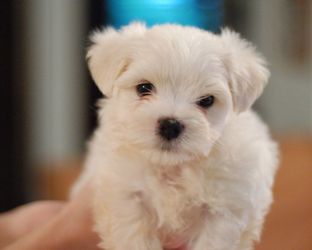 Maltese (image credits: flickr)