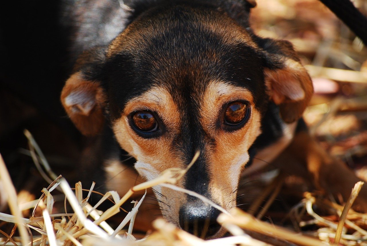 Understanding the Roots of Dog Anxiety (image credits: pixabay)