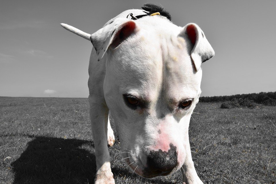 American Bulldog: Big Softies (image credits: wikimedia)