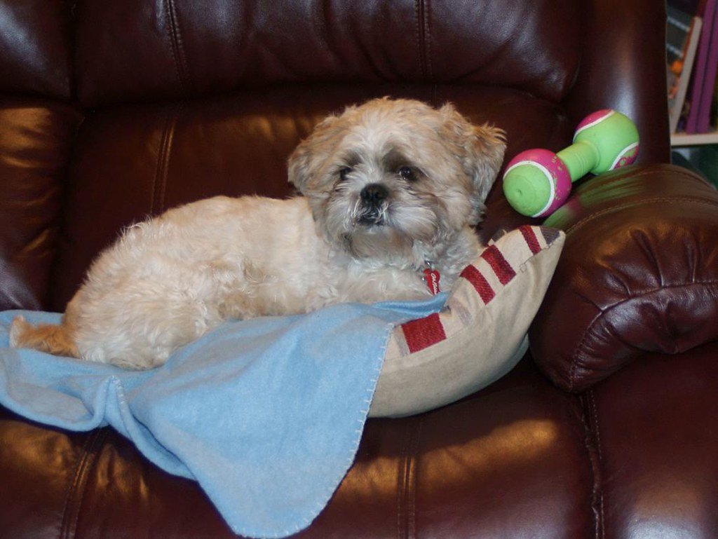 15 Calm Dog Breeds (Big and Small) Perfect For A Relaxed Lifestyle