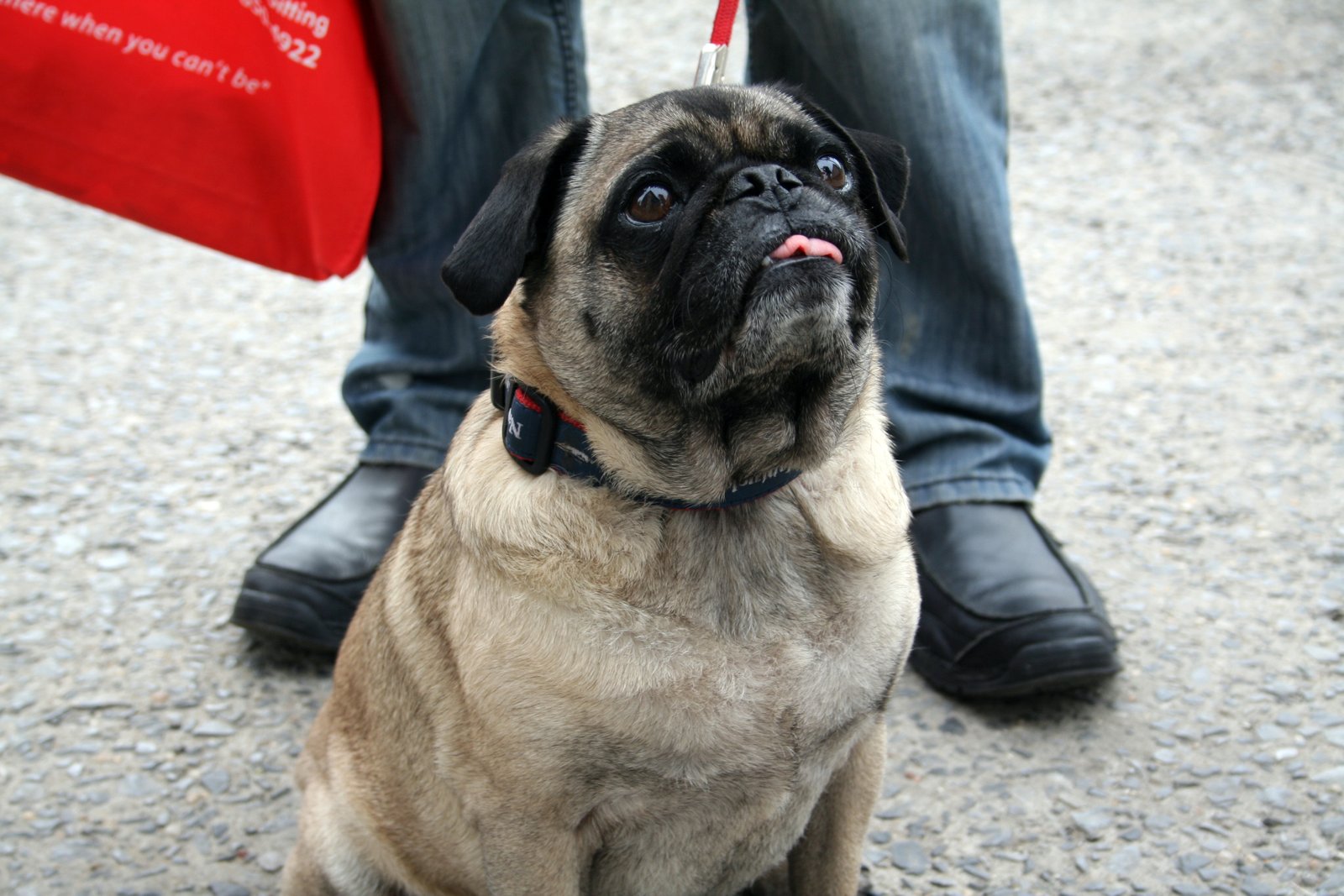 What I Recommend Instead: The Joy of Senior Dogs (image credits: wikimedia)