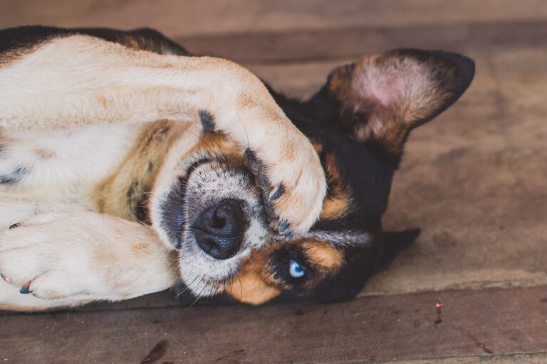 Why Is My Dog So Sensitive To Touch?