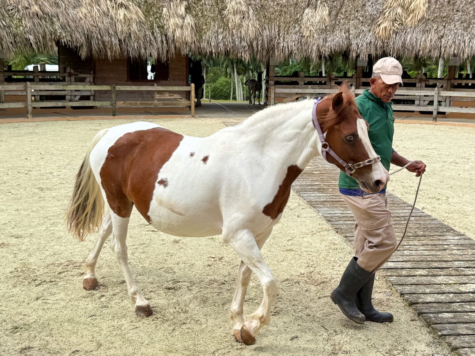 Paint Horse: The Colorful Companion (image credits: wikimedia)