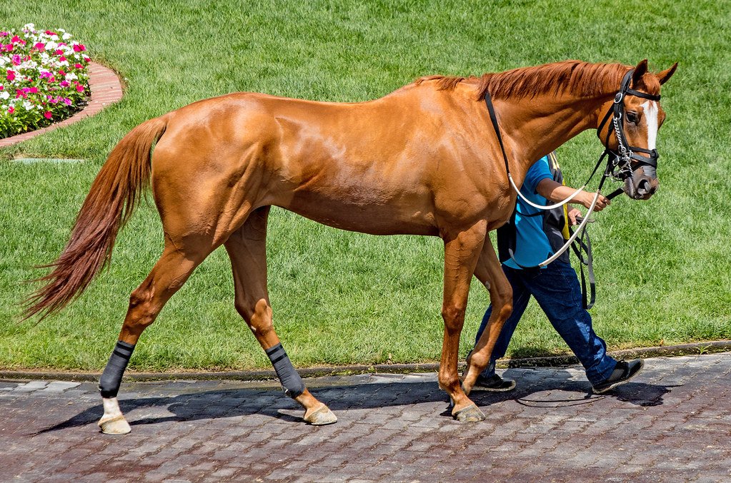Thoroughbred: The Sensitive Athlete (image credits: flickr)