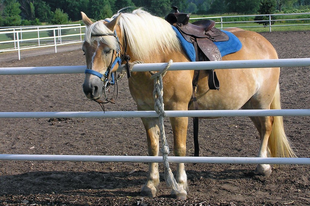 Haflinger: The Golden Buddy (image credits: flickr)