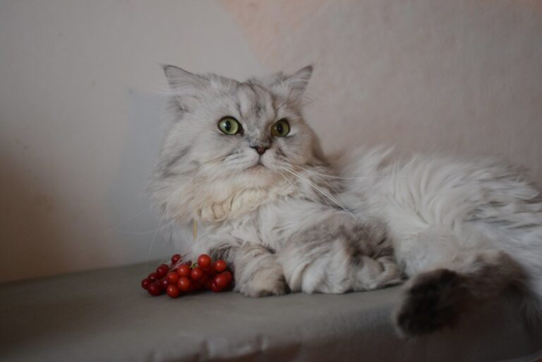 Persian Cats