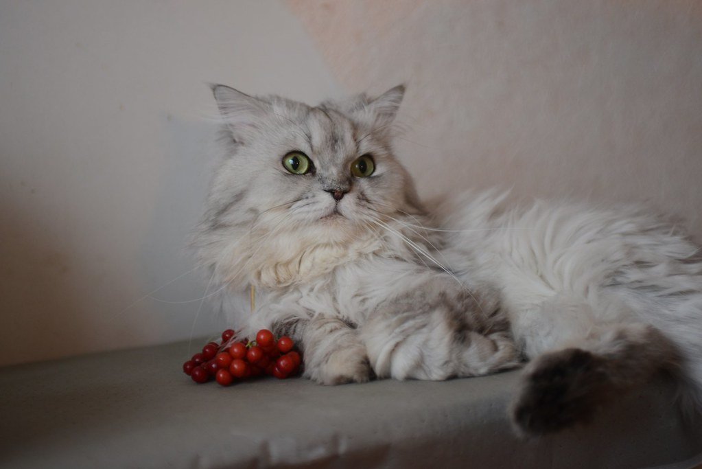 12 Reasons Persian Cats Are Thriving in Arizona’s Quiet Desert Homes