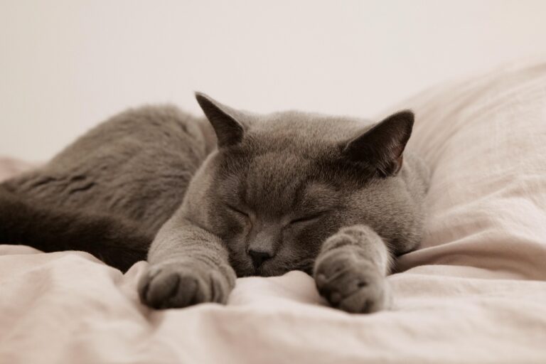 Circadian Rhythms In Cats: Understanding Their Sleep-Wake Cycles And Why It Matters