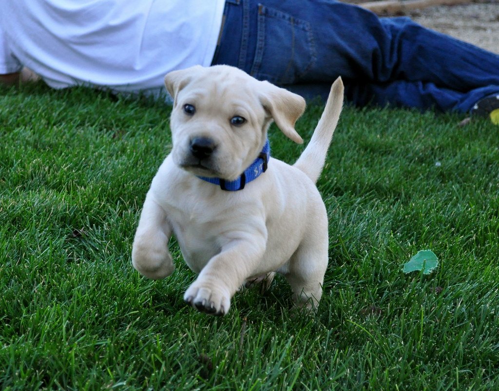 Handling Different Surfaces and Obstacles (image credits: flickr)