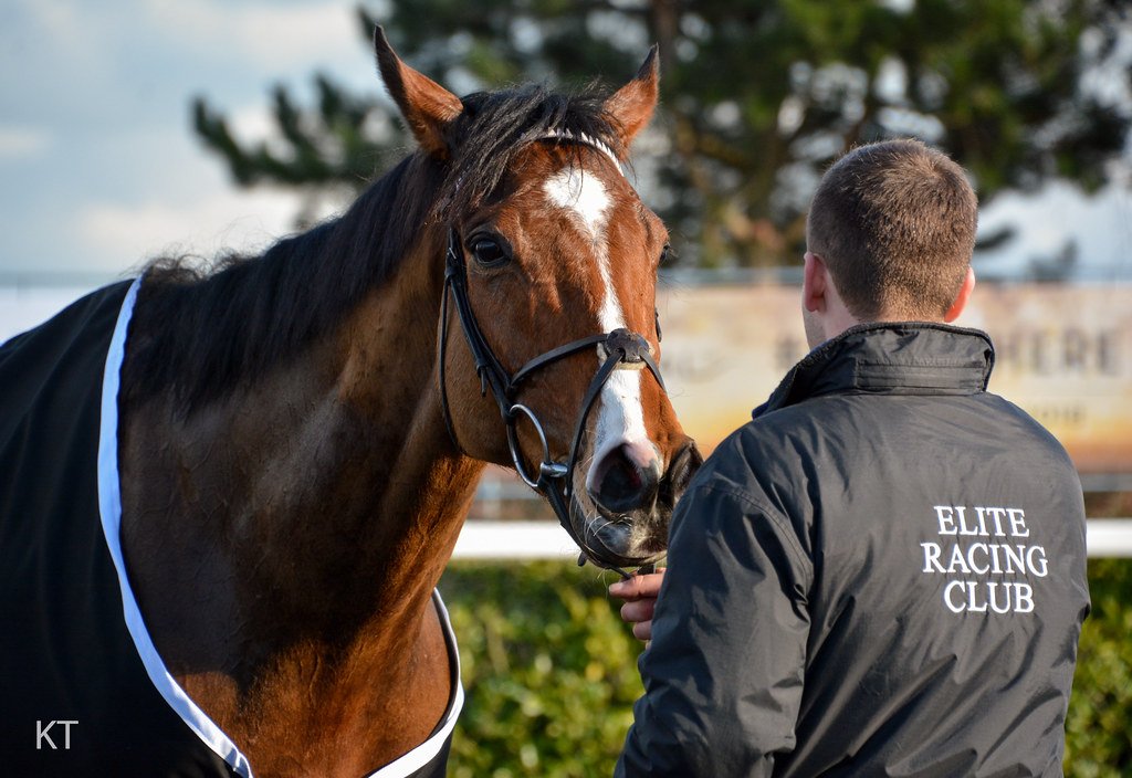 Thoroughbred: Not For the Faint of Heart (image credits: flickr)