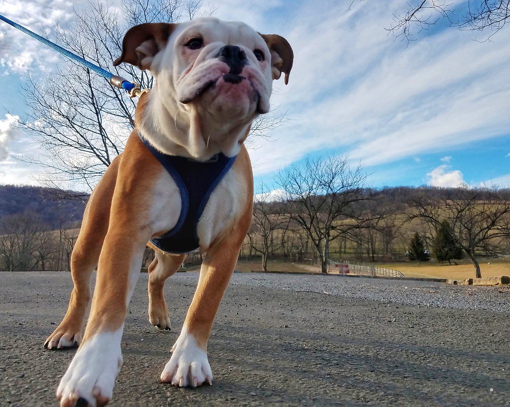 Understanding Leash Reactivity (image credits: flickr)
