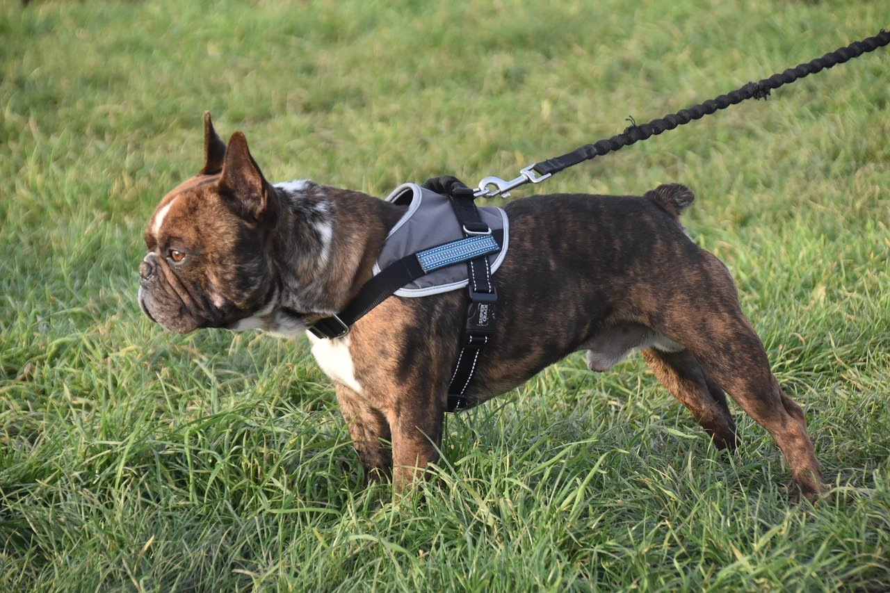 How To Manage A Reactive Dog On A Leash