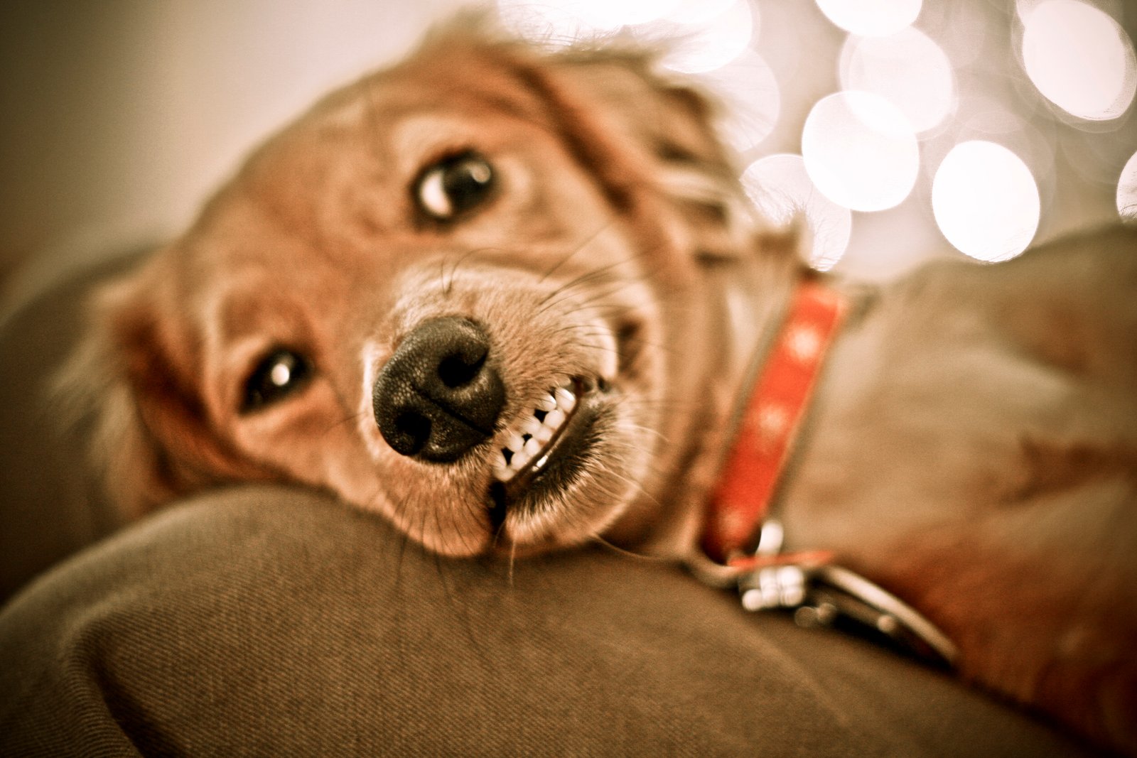 Natural Comedians That Brighten Our Days (image credits: wikimedia)