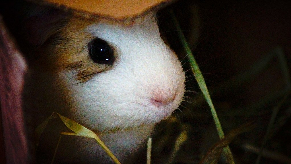 1. Hiding More Than Usual (image credits: flickr)