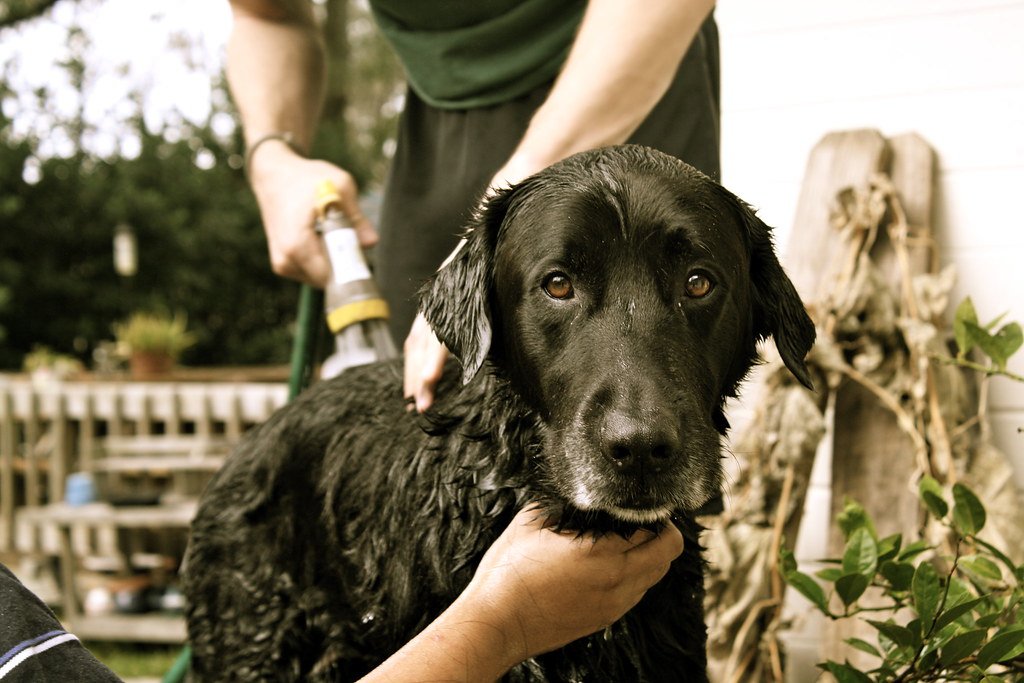 Grooming and Shedding: Low Maintenance or Daily Brushing? (image credits: flickr)