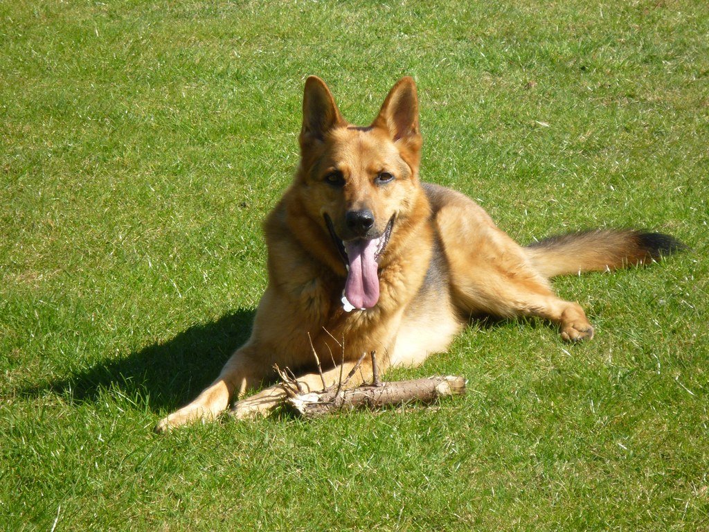 German Shepherd (image credits: flickr)