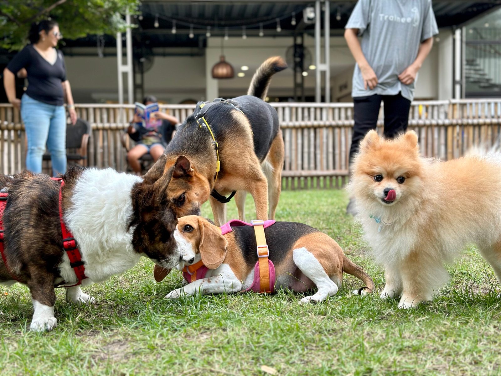 Encouraging Socialization and New Experiences (image credits: wikimedia)