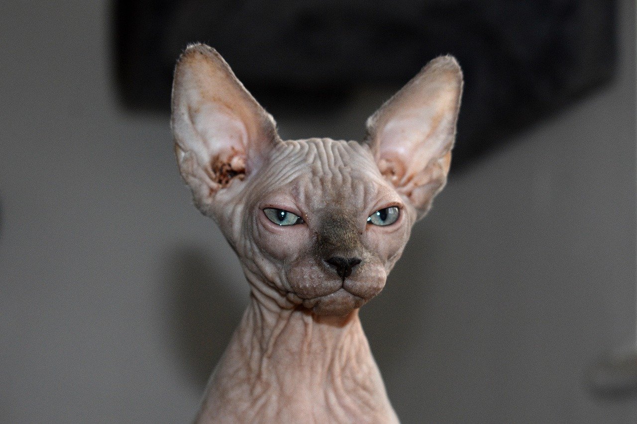 Attachment Styles: Sphynx vs Other Cats (image credits: pixabay)