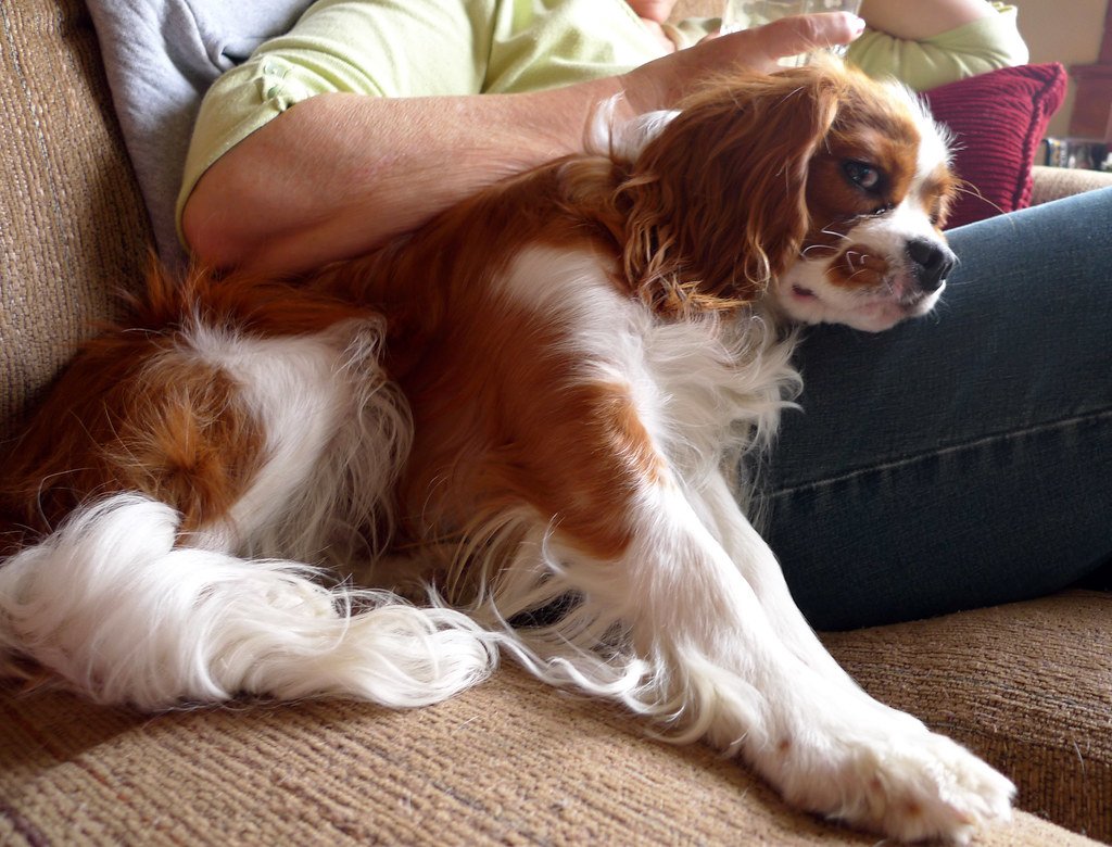 Cavalier King Charles Spaniel: The Lap-Loving Dreamer (image credits: flickr)